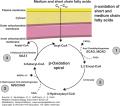 اختلالات متابولیک اسیدهای چرب -  M/SCHADD