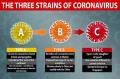 توسط محققان دانشگاه کمبریج کشف شد: شناسایی سه گونه‌ مختلف ویروس کرونا