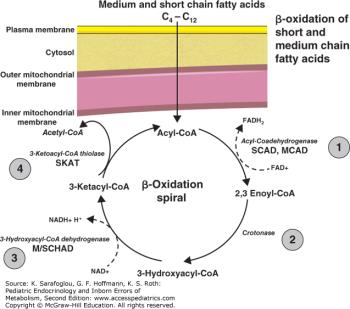 اختلالات متابولیک اسیدهای چرب -  M/SCHADD